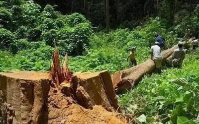 缅甸花梨（大果紫檀）逐渐成为红木家具的“主力军”。。。。。。